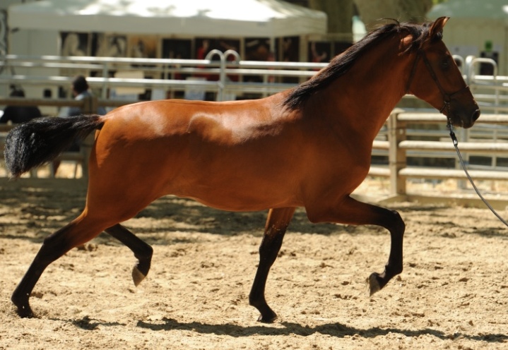 BAMBOLEO SBA